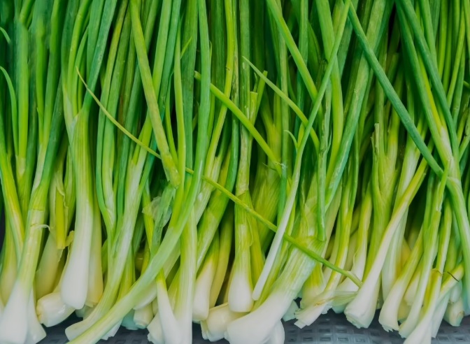Spring Onion